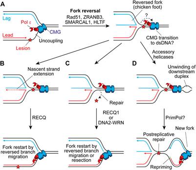 Mechanisms for Maintaining Eukaryotic Replisome Progression in the Presence of DNA Damage